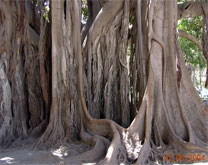 Magnolienbaum Giardino Garabaldi